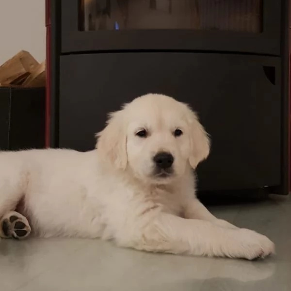 Due adorabili Golden Retriever in cerca di adozione | Foto 1