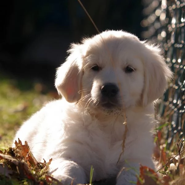 Due adorabili Golden Retriever in cerca di adozione | Foto 0