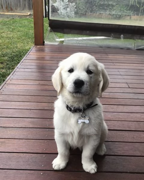 Due adorabili Golden Retriever in cerca di adozione