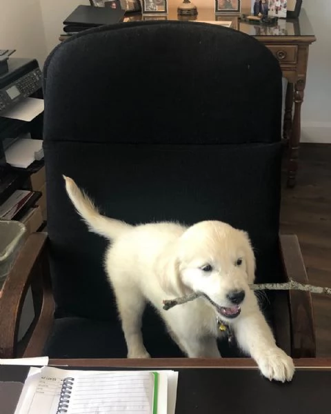 Cuccioli di Golden Retriever Disponibili  | Foto 2