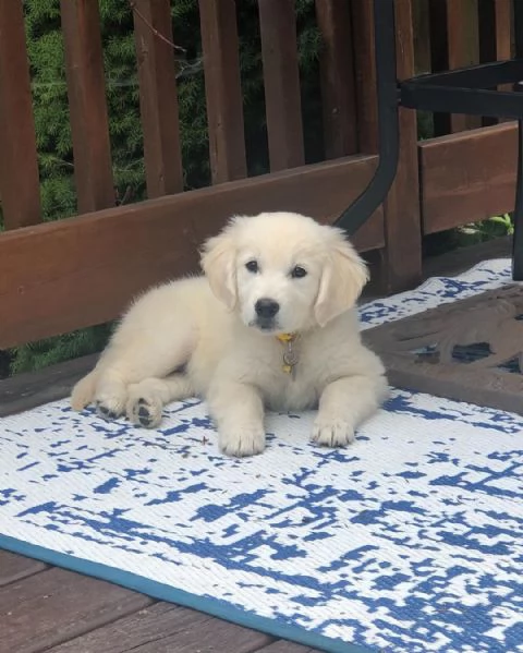Cuccioli di Golden Retriever Disponibili 