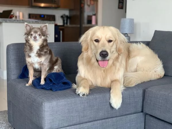 Cuccioli di Golden Retriever Disponibili  | Foto 0