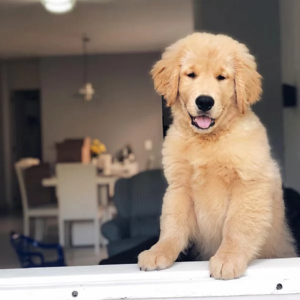 Due adorabili Golden Retriever in cerca di adozione