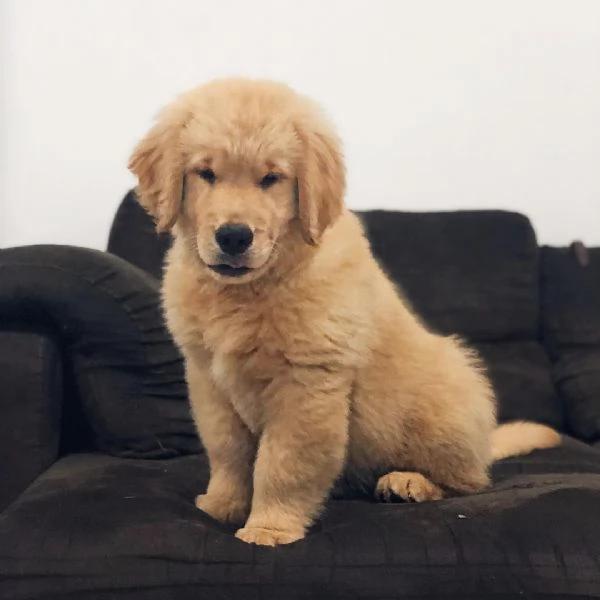 Due adorabili Golden Retriever in cerca di adozione | Foto 2