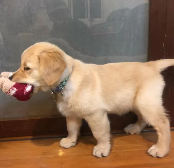 Due adorabili Golden Retriever in cerca di adozione | Foto 1