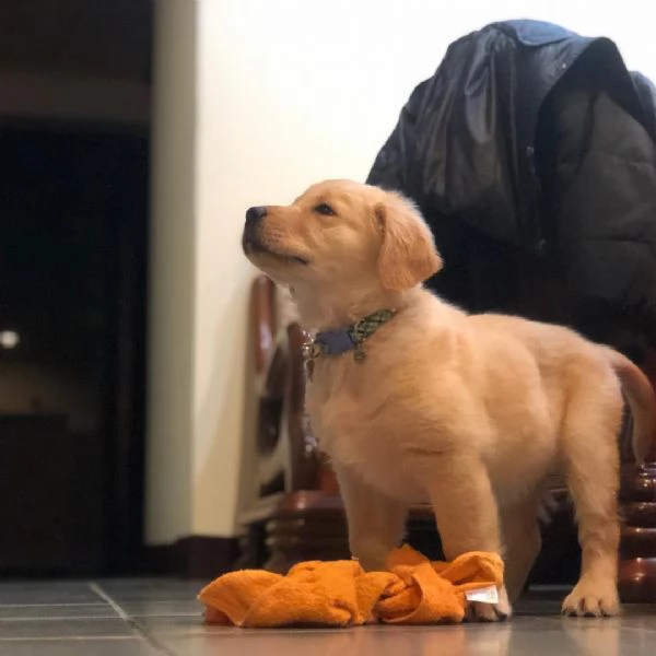 Due adorabili Golden Retriever in cerca di adozione | Foto 0