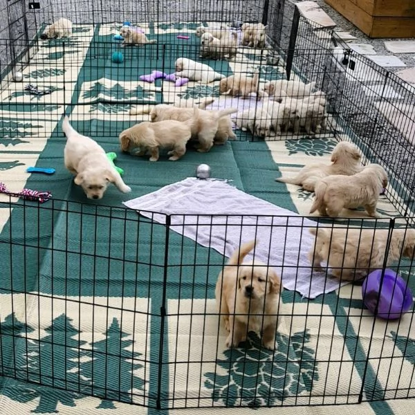 Bellissimi cuccioli di Golden Retriever | Foto 3