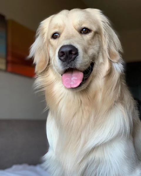 Bellissimi cuccioli di Golden Retriever | Foto 2