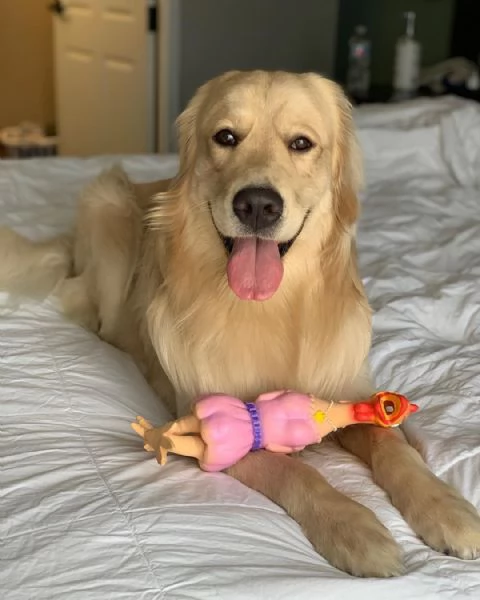 Bellissimi cuccioli di Golden Retriever | Foto 0