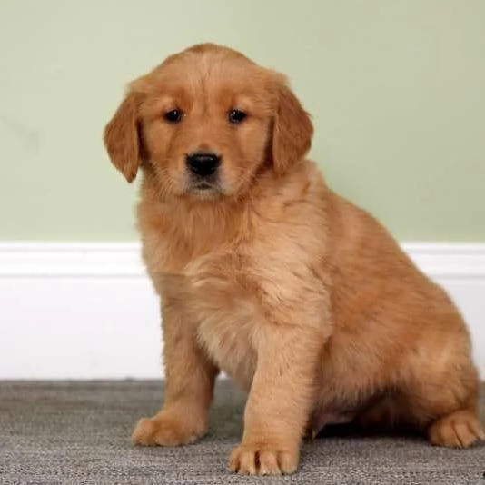 Bellissimi cuccioli di Golden Retriever