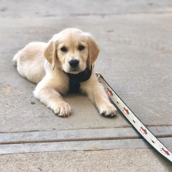 Cuccioli di Golden Retriever Disponibili  | Foto 0