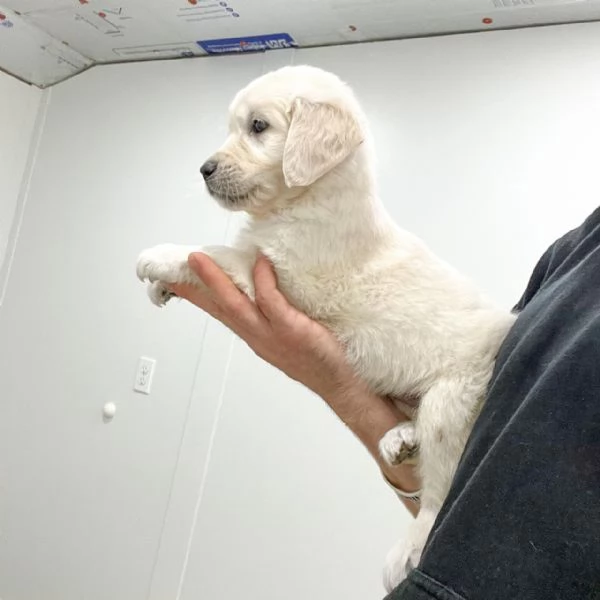 Bellissimi cuccioli di Golden Retriever | Foto 2
