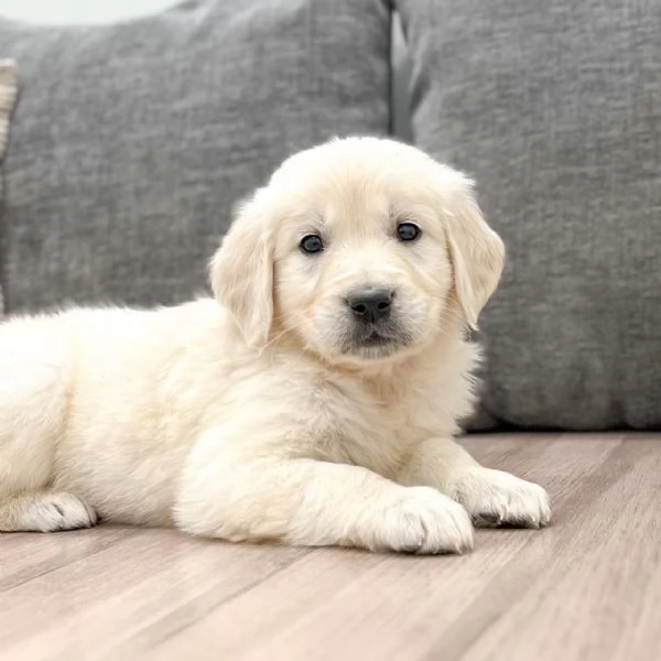 Bellissimi cuccioli di Golden Retriever | Foto 1