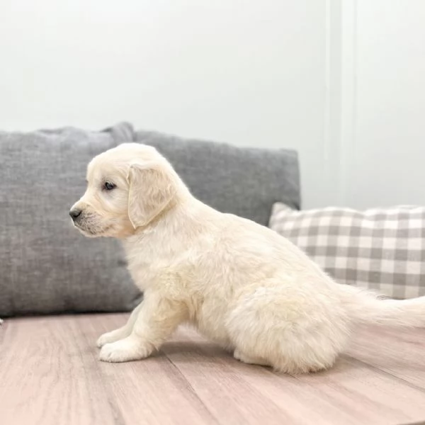 Bellissimi cuccioli di Golden Retriever