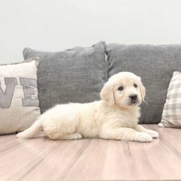 Bellissimi cuccioli di Golden Retriever | Foto 0