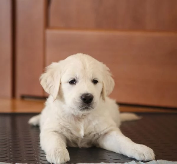 Due adorabili Golden Retriever in cerca di adozione | Foto 1