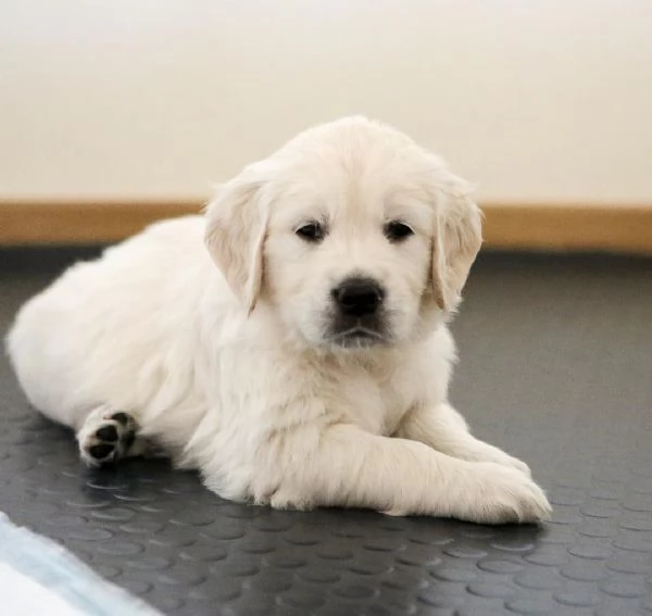 Due adorabili Golden Retriever in cerca di adozione | Foto 0