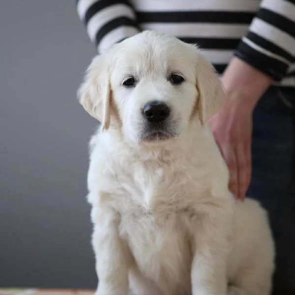 Due adorabili Golden Retriever in cerca di adozione