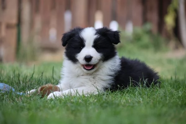 Border Collie cuccioli – Adotta un piccolo genio del mondo canino!!!