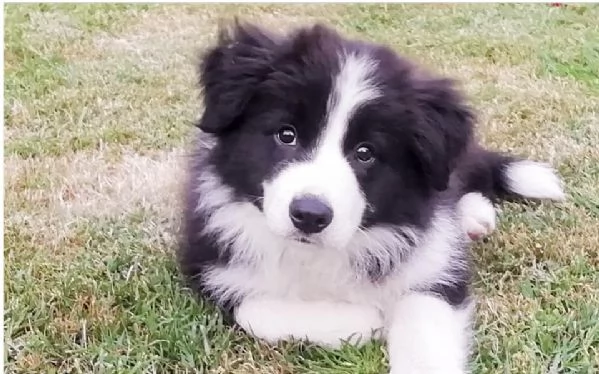 Border Collie in adozione – Energia, intelligenza e tanto affetto!!!