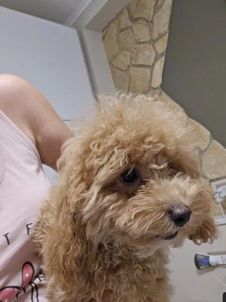 Barbone toy | Foto 0