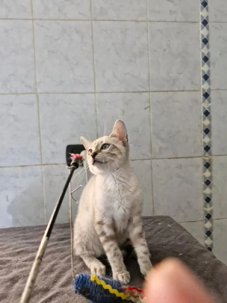 cuccioli gatto Bengala