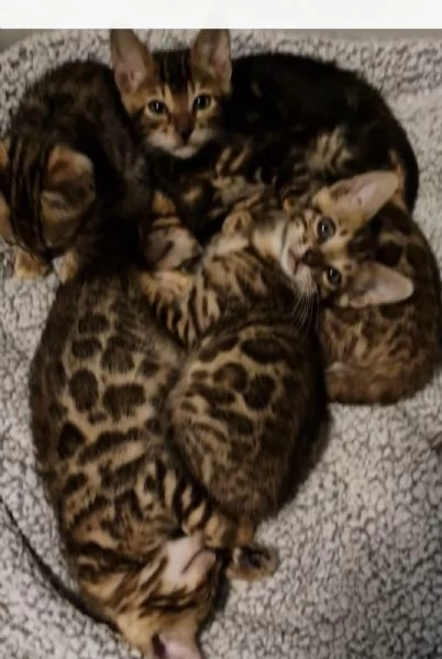 cuccioli gatto Bengala | Foto 0