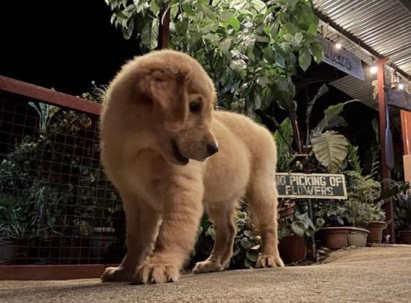  Golden Retriever (cuccioli maschio e femmina) | Foto 0