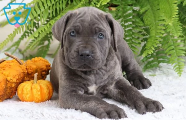 Cane Corso (cuccioli maschio e femmina)