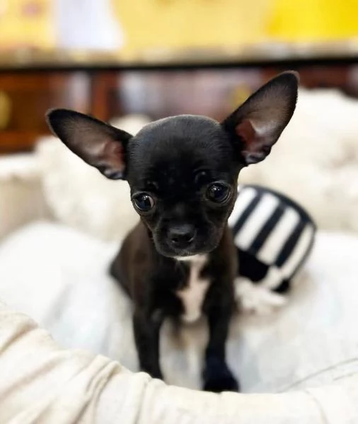 Chihuahua Toy (cuccioli maschio e femmina) | Foto 1
