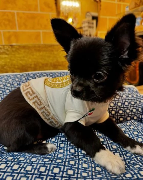 Chihuahua Toy (cuccioli maschio e femmina) | Foto 0