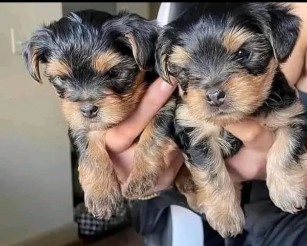 Yorkshire Terrier (cuccioli maschio e femmina)