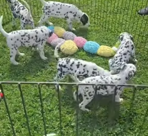 Dalmata (cuccioli maschio e femmina) | Foto 0