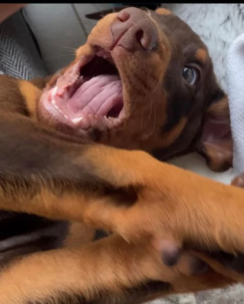 Dobermann (cuccioli maschio e femmina) | Foto 0