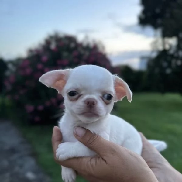 Chihuahua (cuccioli maschio e femmina)