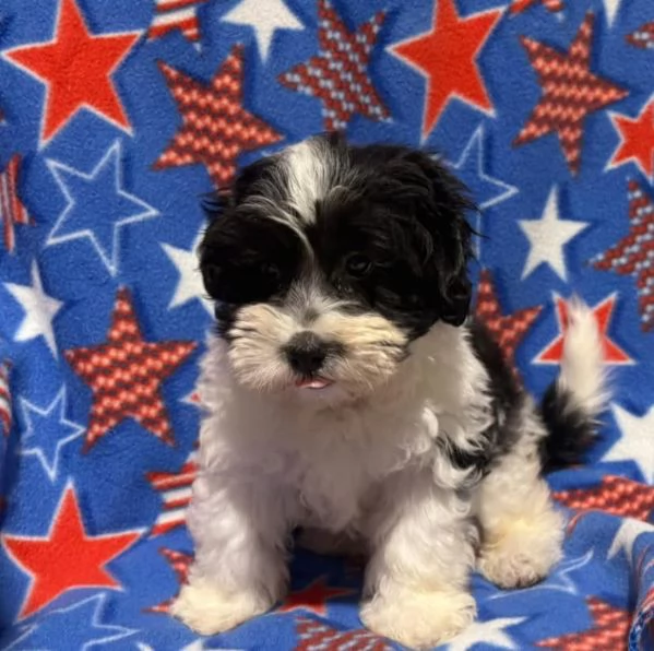 Shihpoo (cuccioli maschio e femmina)