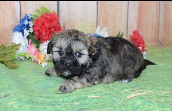 Shihpoo (cuccioli maschio e femmina) | Foto 0