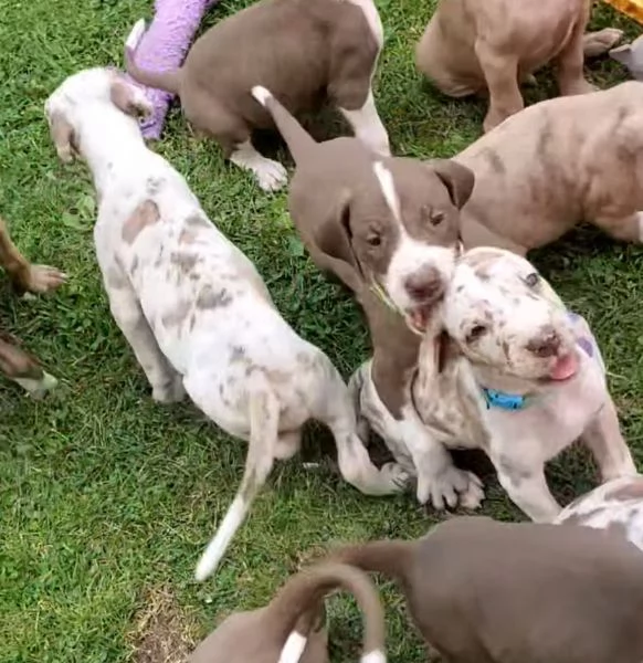 Great Dane  (cuccioli maschio e femmina)