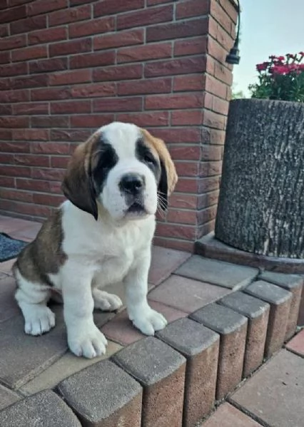 San Bernardo (cuccioli maschio e femmina)