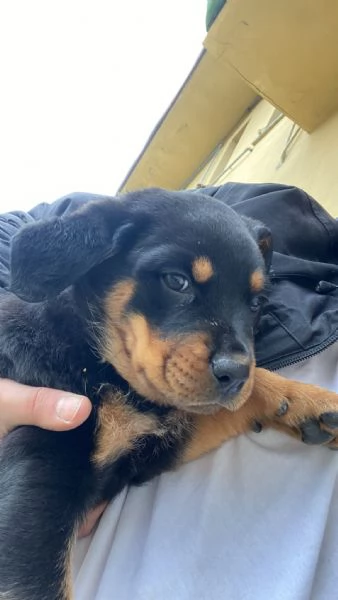 Cuccioli di rotwailer  | Foto 5