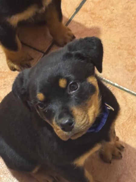 Cuccioli di rotwailer  | Foto 4