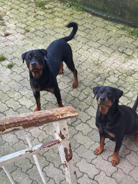 Cuccioli di rotwailer  | Foto 3