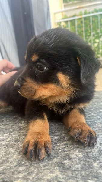Cuccioli di rotwailer  | Foto 2