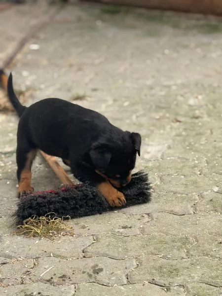 Cuccioli di rotwailer  | Foto 1