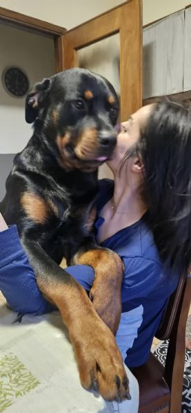 Cuccioli di rotwailer  | Foto 0