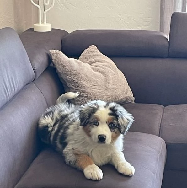 Cuccioli di Border Collie in cerca di una casa piena d'amore | Foto 0