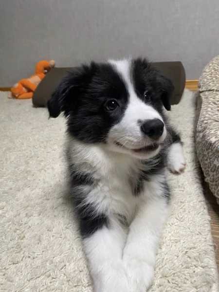 Cuccioli Border Collie – Pronti a conquistarti con il loro sguardo!! | Foto 0