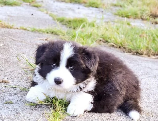 Border Collie in adozione – Energia, intelligenza e tanto affetto!!! | Foto 0