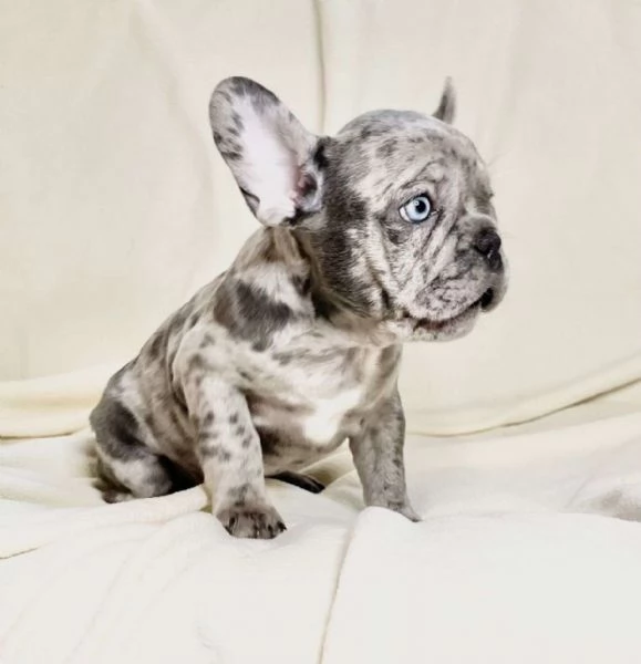 Gorgeous Teacup French Bulldog  puppies, 1 male and 1 female, AKC Registered