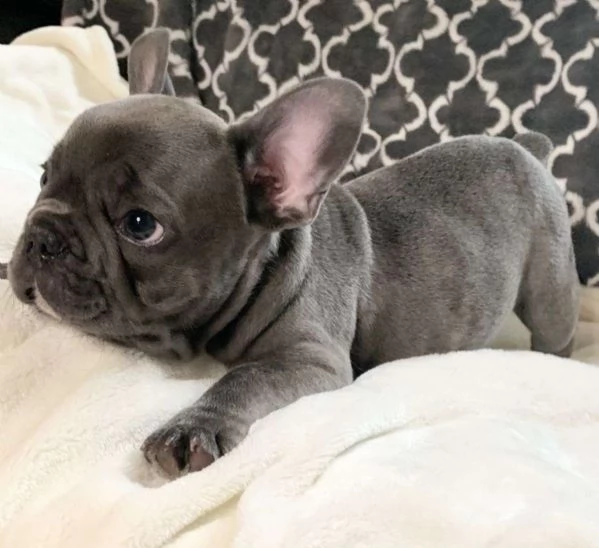 Gorgeous Teacup French Bulldog  puppies, 1 male and 1 female, AKC Registered | Foto 0